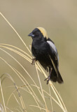 Image. Bobolink