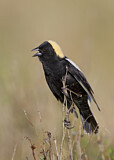 Image. Bobolink