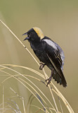 Image. Bobolink