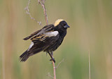 Image. Bobolink