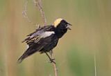 Image. Bobolink