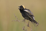 Image. Bobolink