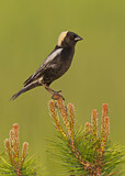Image. Bobolink