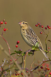 Image. Bobolink