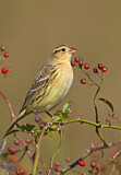 Image. Bobolink