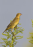 Image. Bobolink