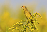 Image. Bobolink