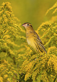 Image. Bobolink