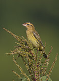 Image. Bobolink