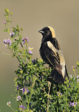 Image. Bobolink