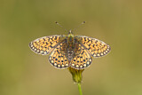Image. Bog Fritillary
