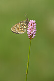 Image. Bog Fritillary