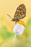 Image. Bog Fritillary