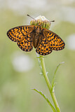Image. Bog Fritillary