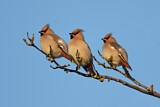 Image. Bohemian Waxwing