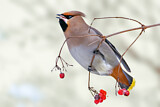 Image. Bohemian Waxwing