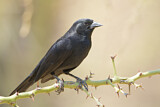 Image. Bolivian Blackbird
