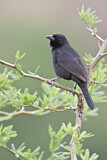 Image. Bolivian Blackbird