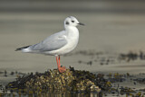 Image. Bonaparte's Gull