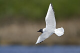 Image. Bonaparte's Gull
