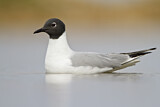 Image. Bonaparte's Gull