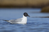 Image. Bonaparte's Gull