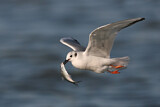 Image. Bonaparte's Gull