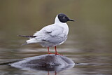 Image. Bonaparte's Gull