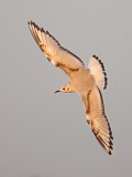 Image. Bonaparte's Gull