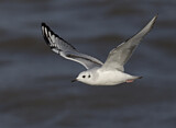 Image. Bonaparte's Gull