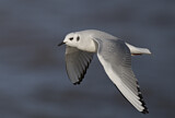 Image. Bonaparte's Gull