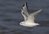 Image. Bonaparte's Gull
