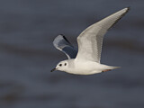 Image. Bonaparte's Gull