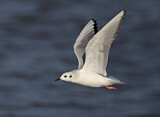 Image. Bonaparte's Gull