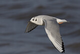 Image. Bonaparte's Gull