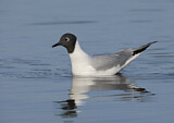 Image. Bonaparte's Gull