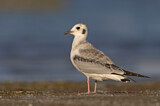 Image. Bonaparte's Gull