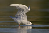 Image. Bonaparte's Gull