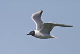 Image. Bonaparte's Gull