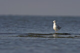 Image. Bonaparte's Gull