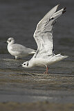 Image. Bonaparte's Gull