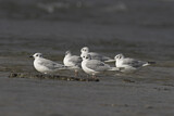 Image. Bonaparte's Gull