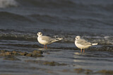 Image. Bonaparte's Gull