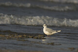 Image. Bonaparte's Gull
