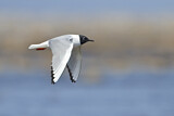 Image. Bonaparte's Gull