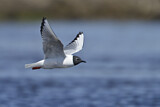 Image. Bonaparte's Gull