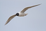 Image. Bonaparte's Gull