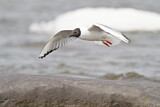 Image. Bonaparte's Gull