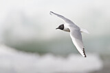 Image. Bonaparte's Gull