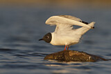 Image. Bonaparte's Gull